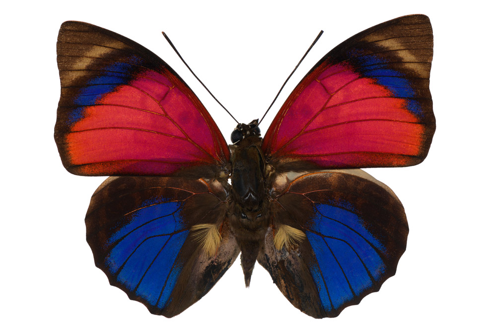 Familie der Edelfalter,  78 mm Flügelspannweite, Brasilien